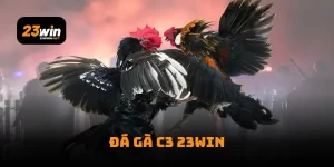Đá Gà C3 23win