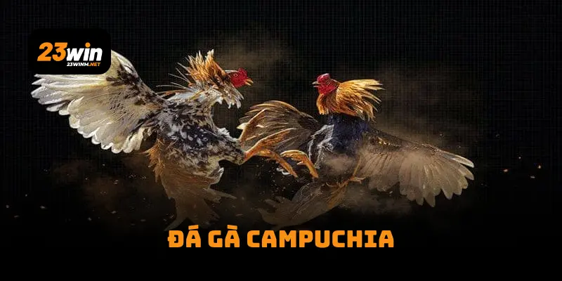 Đá Gà Campuchia