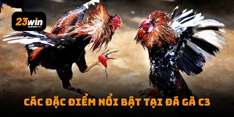 Các đặc điểm nổi bật tại đá gà c3