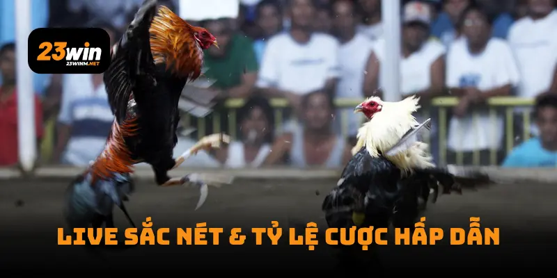 Live sắc nét & tỷ lệ cược hấp dẫn