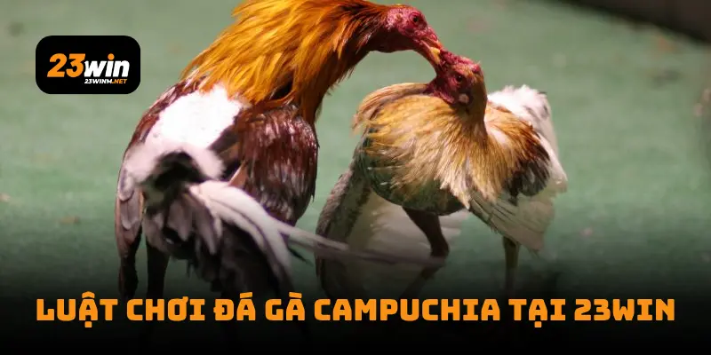Luật chơi đá gà Campuchia tại 23win