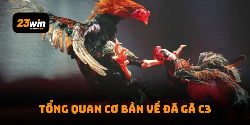 Tổng quan cơ bản về đá gà C3