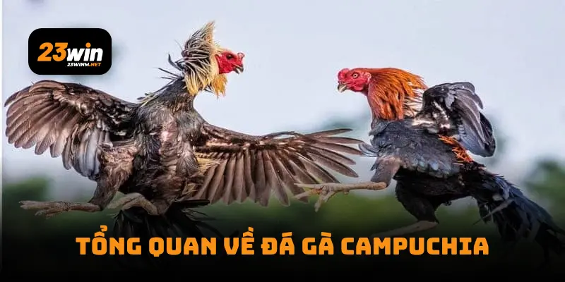 Tổng quan về đá gà Campuchia